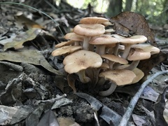 Desarmillaria caespitosa image