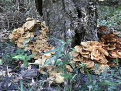Desarmillaria caespitosa image