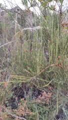 Ephedra americana