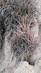 Tillandsia sphaerocephala