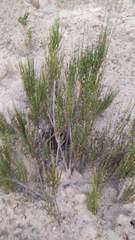Ephedra americana