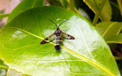 Synanthedon tipuliformis