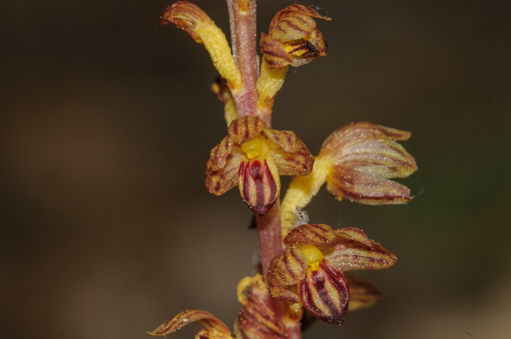 Corallorhiza striata