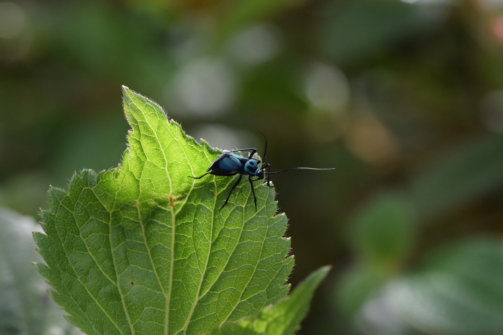 Miridae image