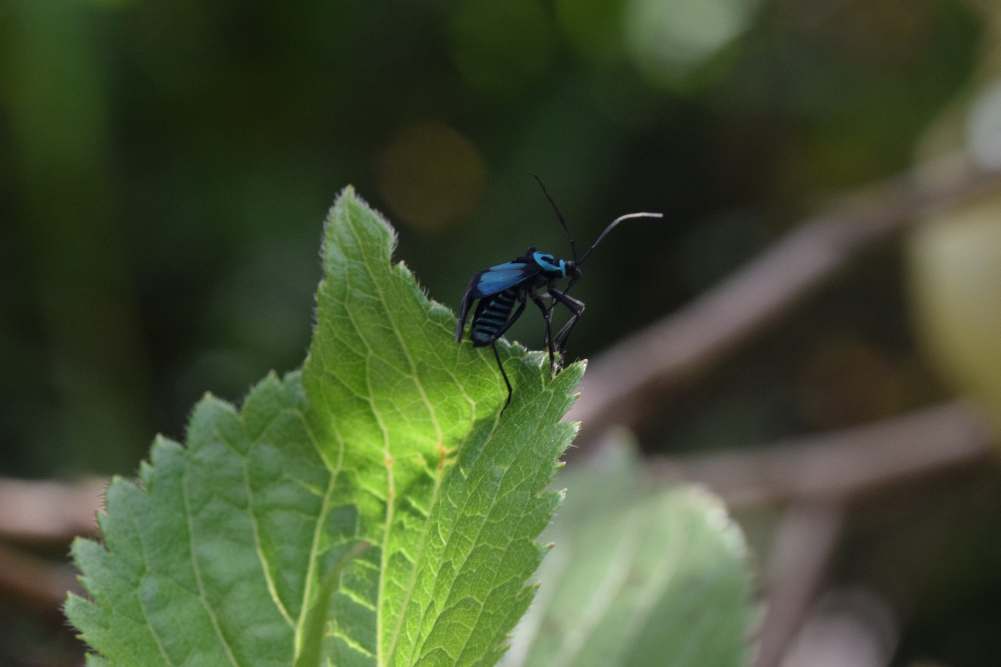 Miridae image