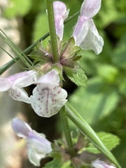 Stachys rigida quercetorum