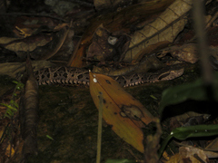 Bothrops jararacussu