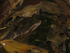 Bothrops jararacussu