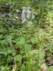 Stachys rigida quercetorum