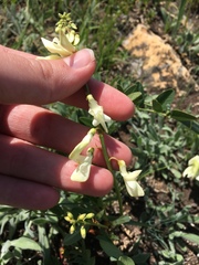 Hedysarum sulphurescens