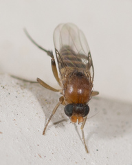 Metopininae