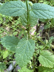 Stachys rigida quercetorum