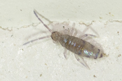 Willowsia nigromaculata