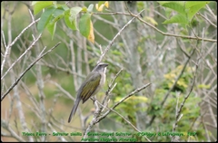 Saltator similis