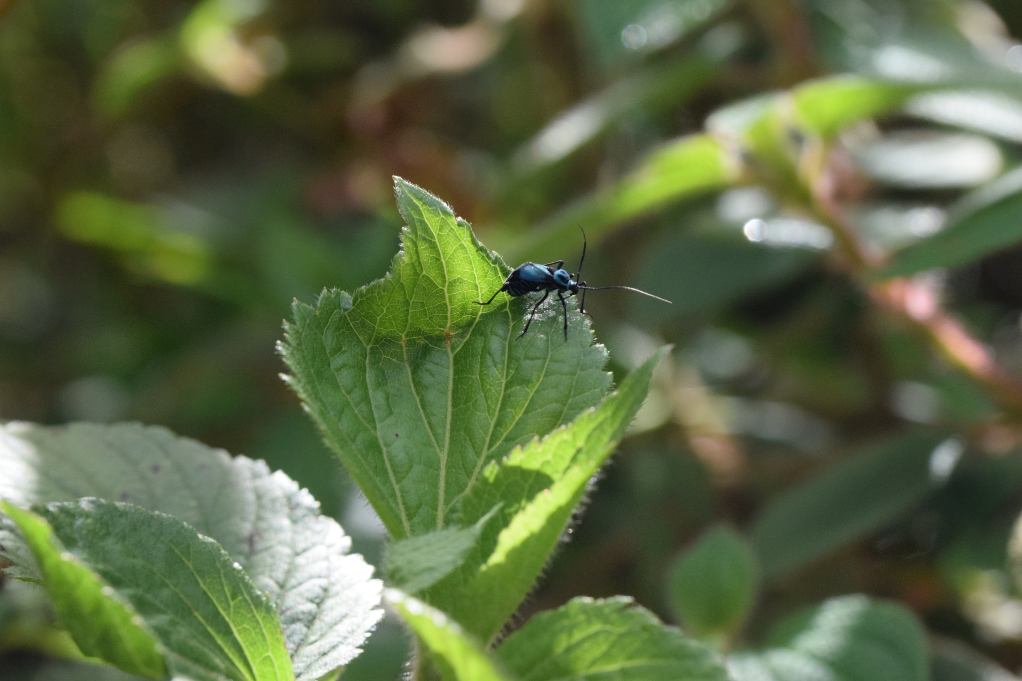 Miridae image