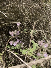 Phacelia cicutaria hispida