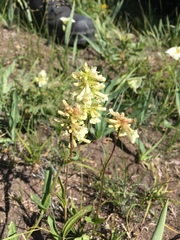 Penstemon confertus