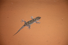 Tarentola parvicarinata