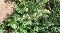 Nepeta italica