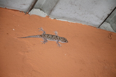 Tarentola parvicarinata
