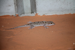 Tarentola parvicarinata