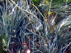 Chaetomorpha robusta