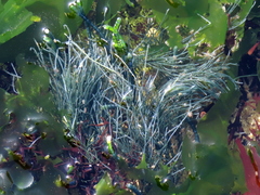 Chaetomorpha robusta