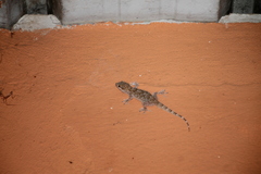 Tarentola parvicarinata