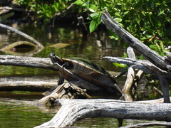 Trachemys decussata
