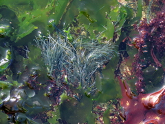 Chaetomorpha robusta