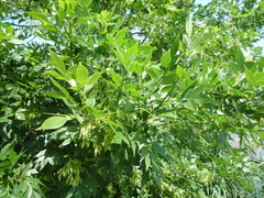 Fraxinus pennsylvanica lanceolata