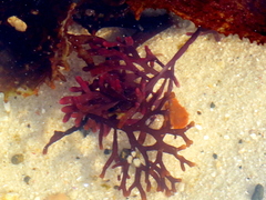 Sarcothalia scutellata
