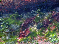 Chaetomorpha robusta