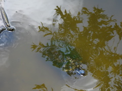 Trachemys decussata