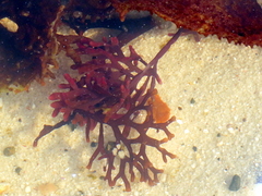 Sarcothalia scutellata