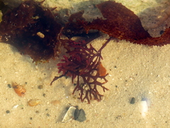 Sarcothalia scutellata