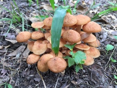 Desarmillaria caespitosa image