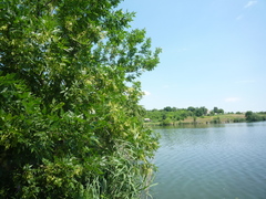 Fraxinus pennsylvanica lanceolata