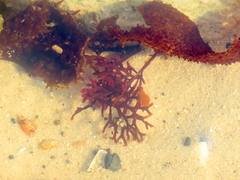 Sarcothalia radula
