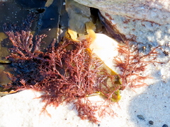 Carpoblepharis flaccida