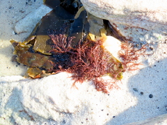 Carpoblepharis flaccida