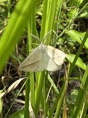 Lychnosea intermicata