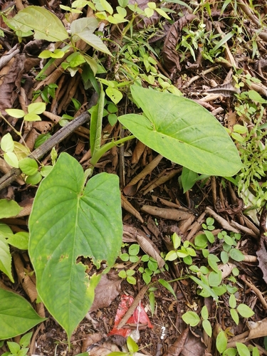 Image of Xanthosoma mexicanum by (c) Andres Hernandez, some rights reserved (CC BY)