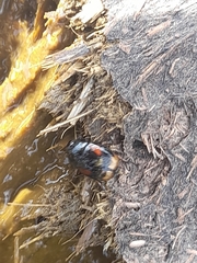 Sphaeridium scarabaeoides