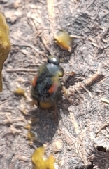 Sphaeridium scarabaeoides