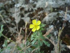 Potentilla neglecta