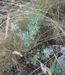 Potentilla neglecta