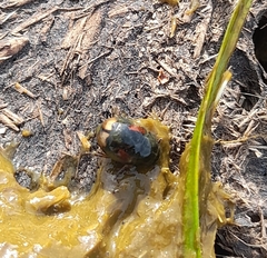 Sphaeridium scarabaeoides