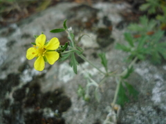 Potentilla neglecta