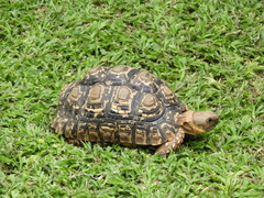 Stigmochelys pardalis